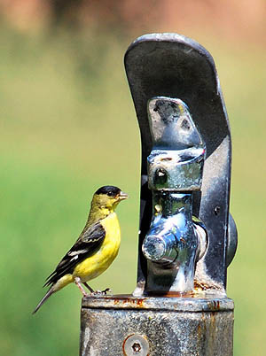 Schabarum Park finch