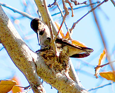 SF Dam hummingbird building nest