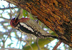 Red-breasted Sapsucker