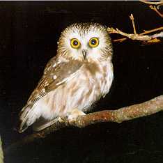 Saw-whet Owl