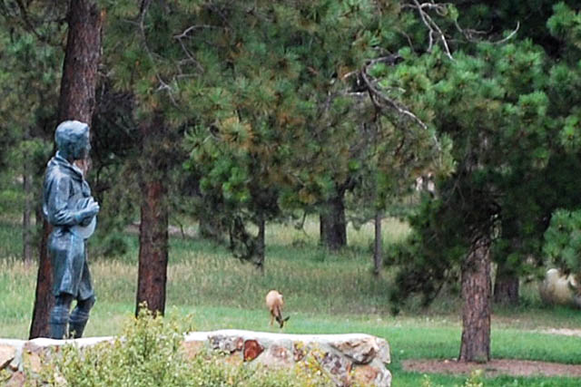 Peaceful Valley deer