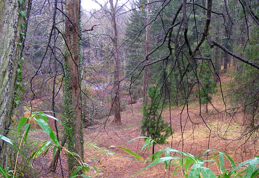 North Carolina forest